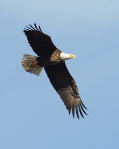 Soar Like an Eagle