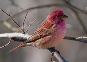 Purple Finch Male-600