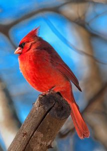 cardinal -male.2-600jpg