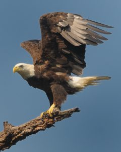 eagle2-600