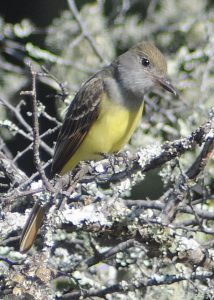 great-crested-flycatcher-600